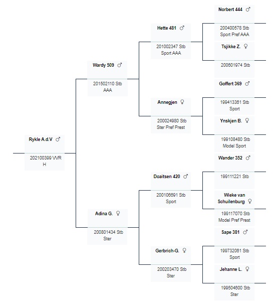 stamboekpapier Rykle A.d.V