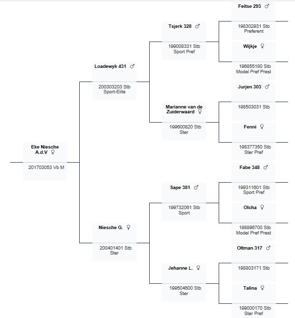 stamboekpapier Eke Niesche A.d.V